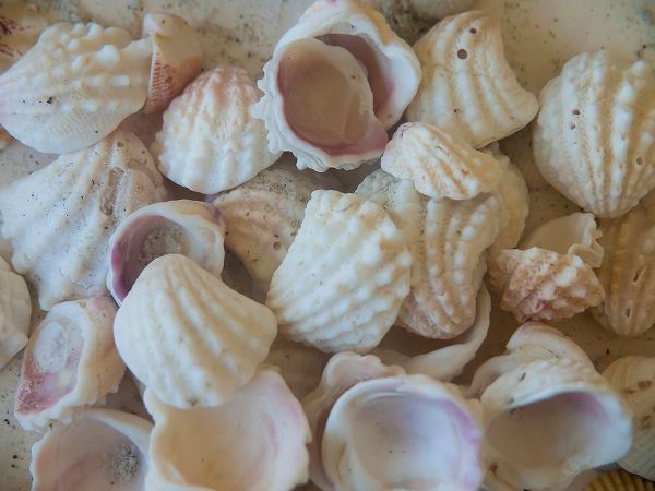 Shells Gathered on Beaches of Sanibel Island-Florida-USA